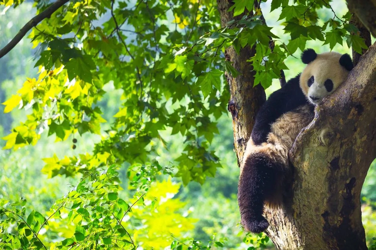 Foto del comité WWF.